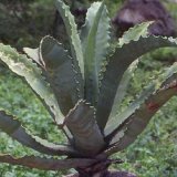 Agave marmorata Mexico ©JLcoll.4865.jpg